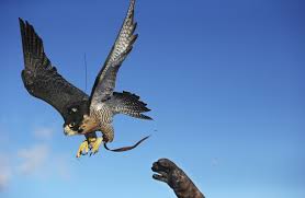 hunting-with-falcons
